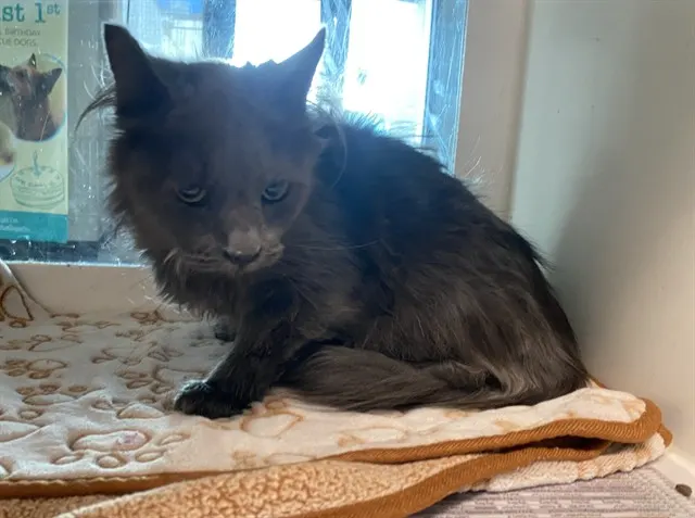 Adoptable Cat