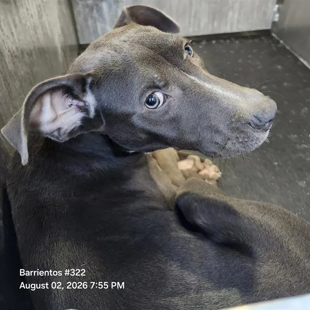 Adoptable Dog