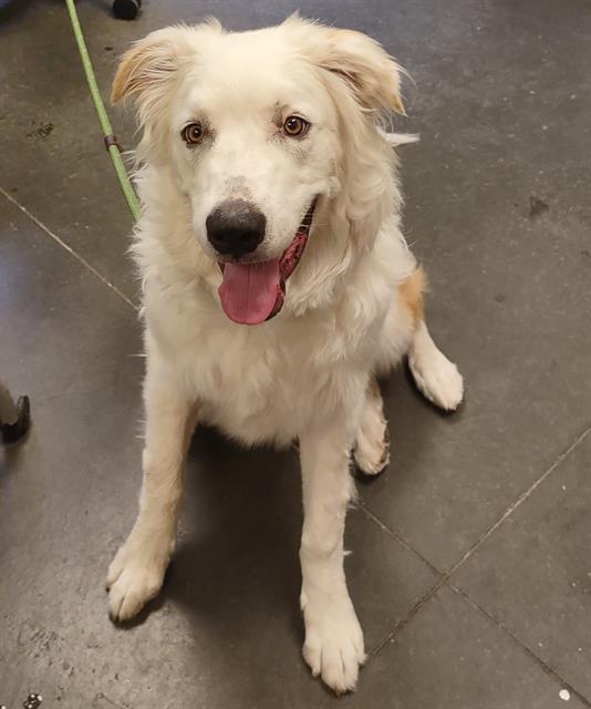 Koda