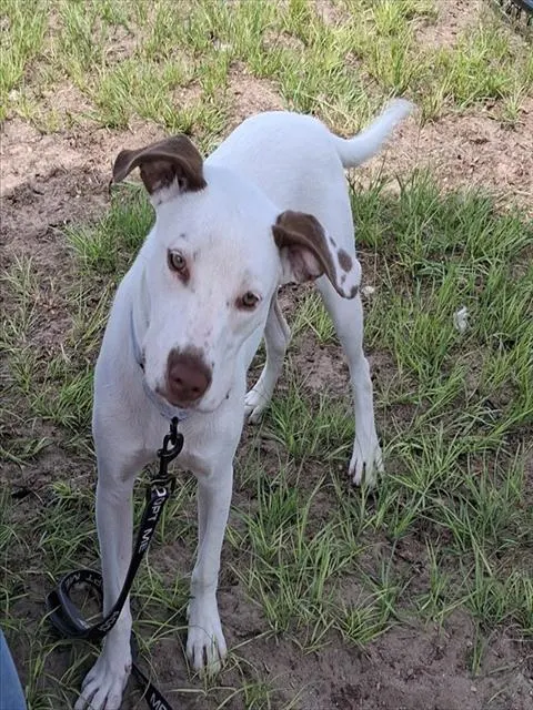 Pepa