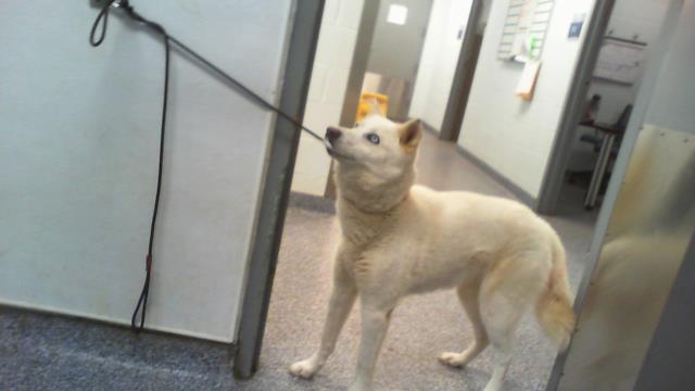 Adoptable Dog
