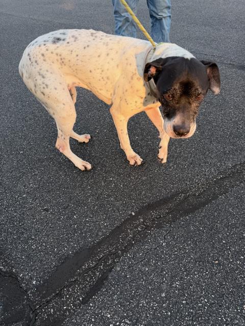 Adoptable Dog
