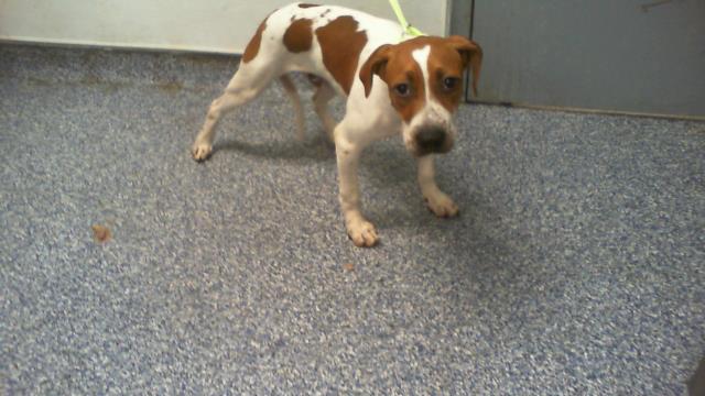 Adoptable Dog