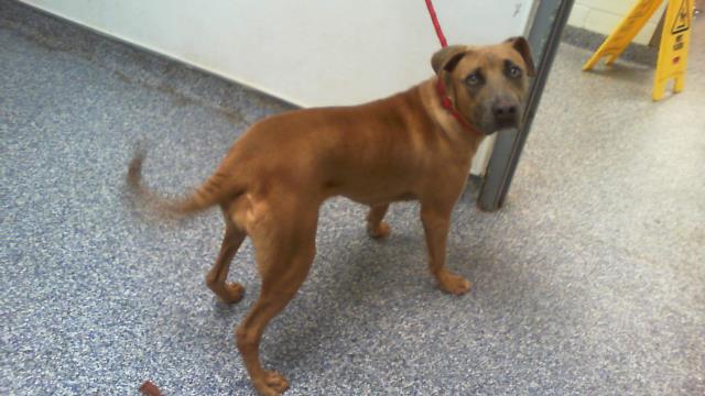 Adoptable Dog