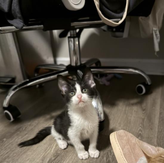 Theodore