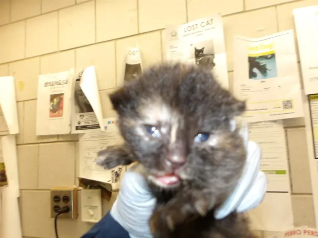 Adoptable Cat