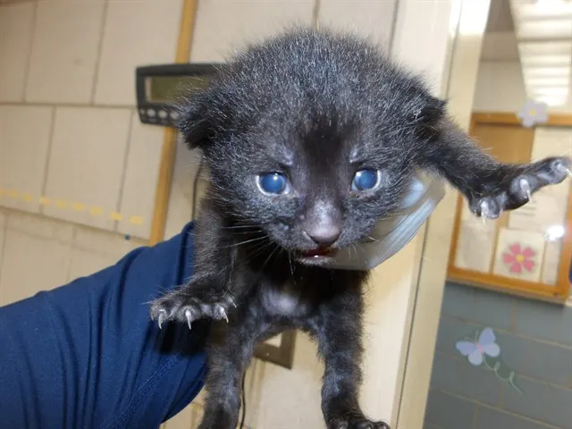 Adoptable Cat
