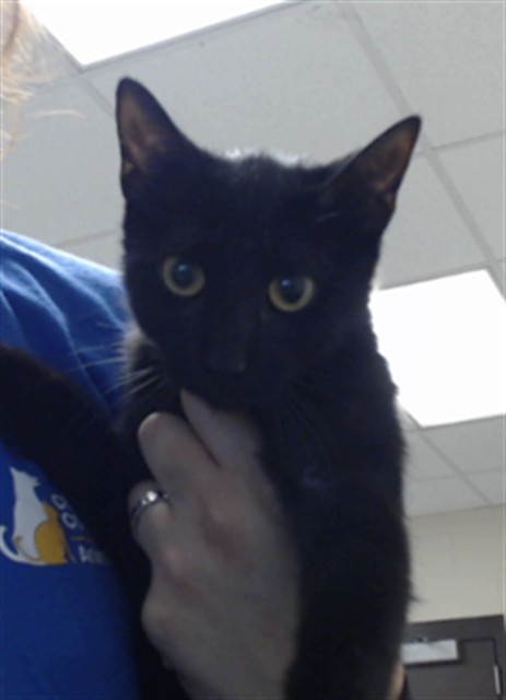 Adoptable Cat