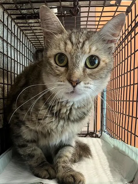 Adoptable Cat