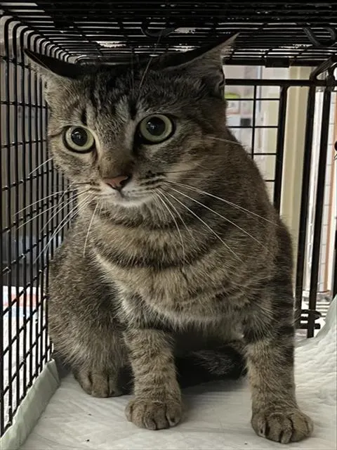 Adoptable Cat