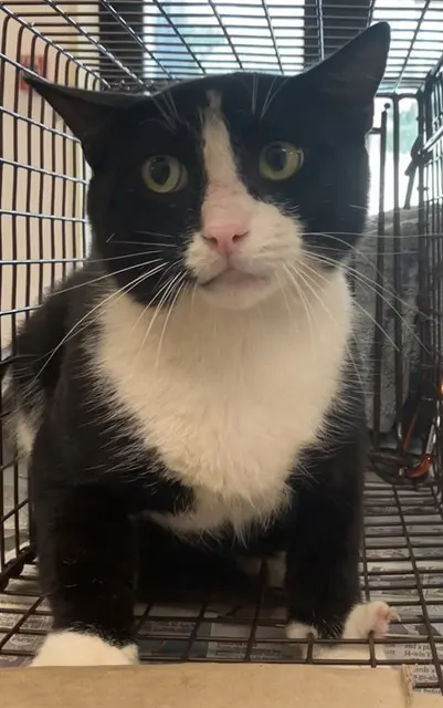 Adoptable Cat