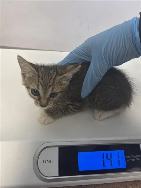 Adoptable Cat