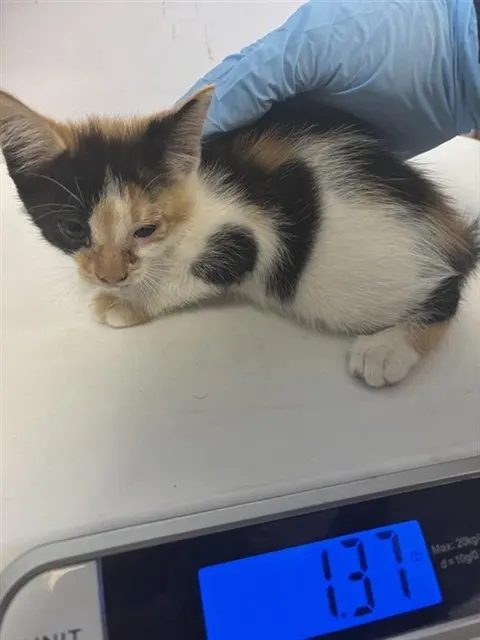 Adoptable Cat