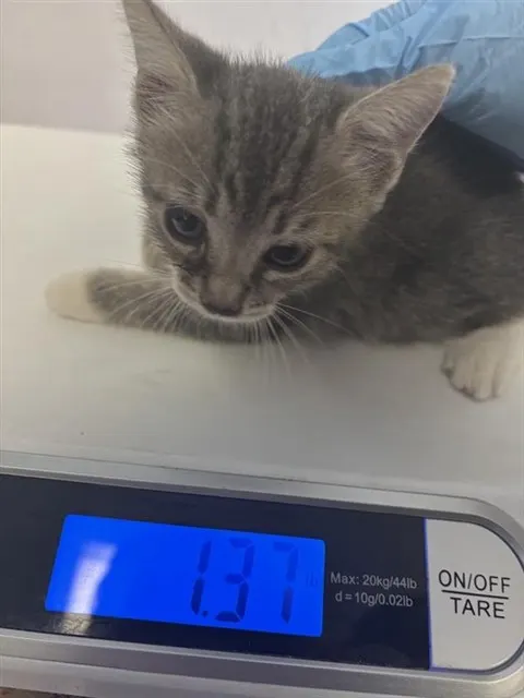 Adoptable Cat