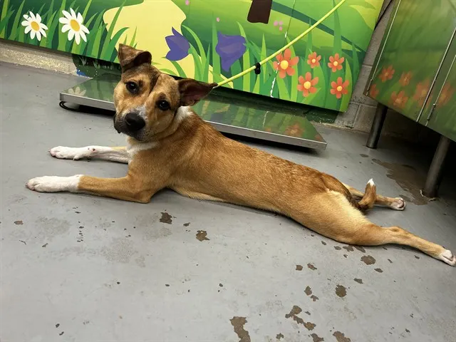 Princess Sploot