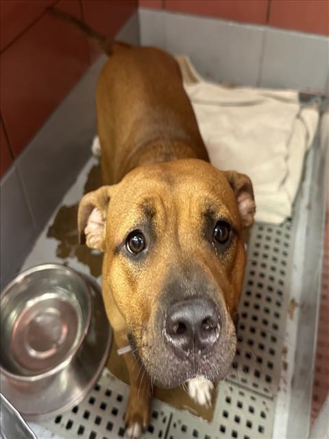 Adoptable Dog