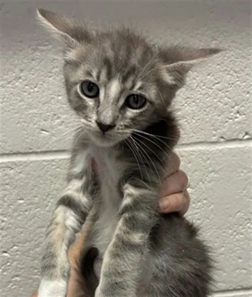 Adoptable Cat