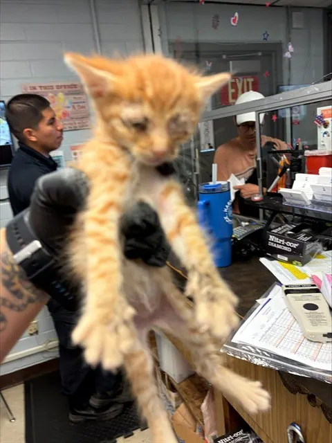 Adoptable Cat