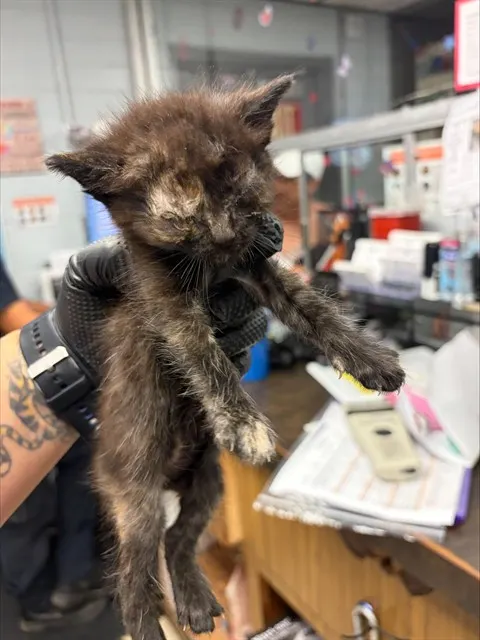 Adoptable Cat