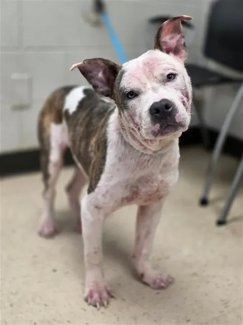 Adoptable Dog