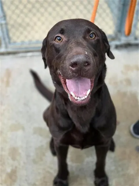 Adoptable Dog
