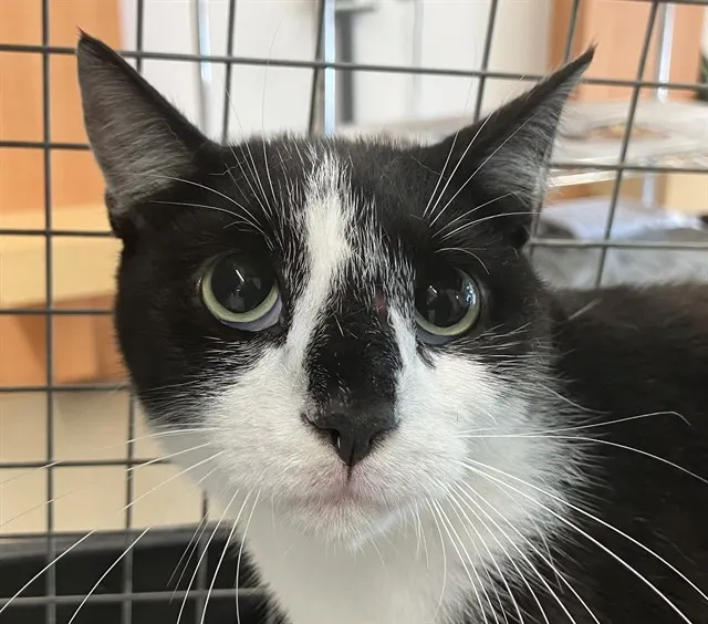 Adoptable Cat