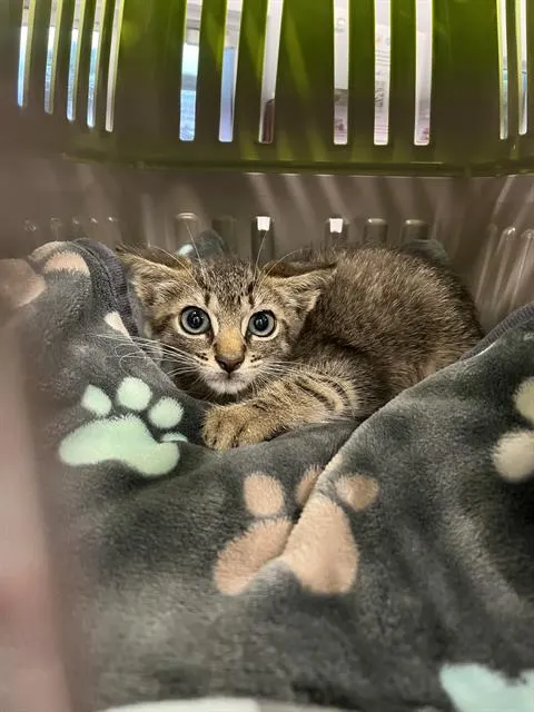 Adoptable Cat