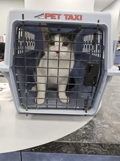 Adoptable Cat
