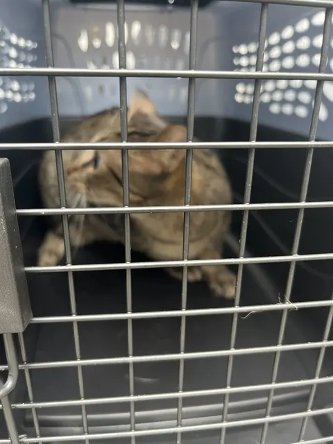 Kit Kat