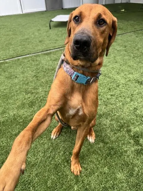 Adoptable Dog