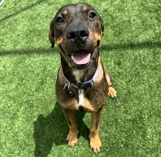 Adoptable Dog