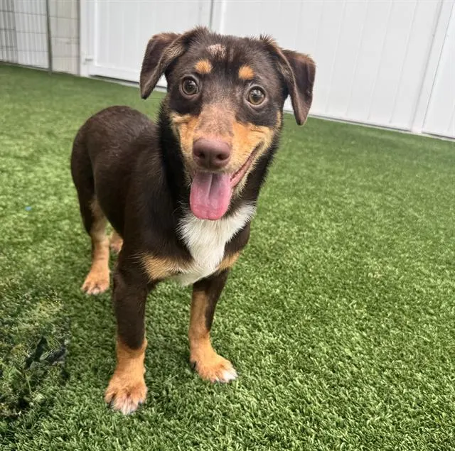 Adoptable Dog