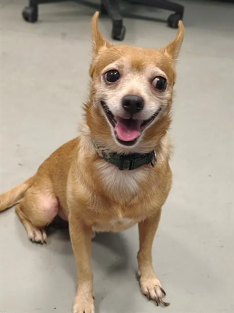 Peanut