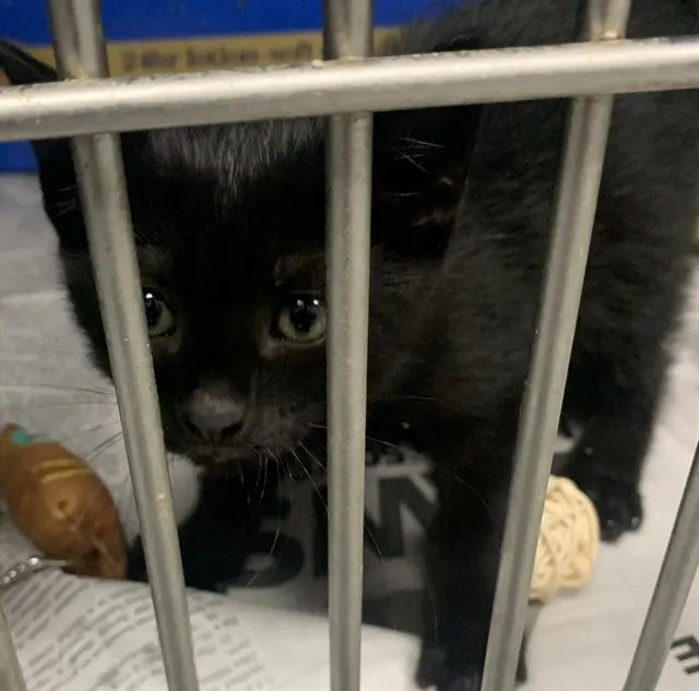 Salem