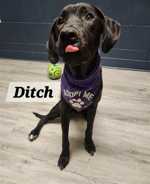 Ditch