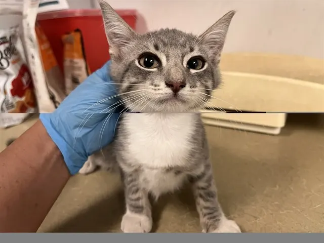 Adoptable Cat