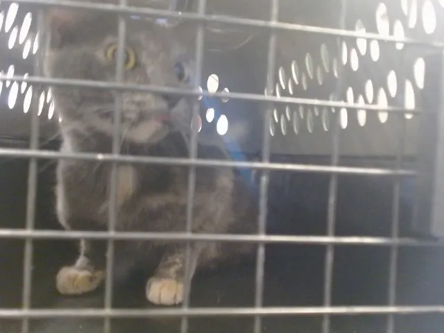 Adoptable Cat