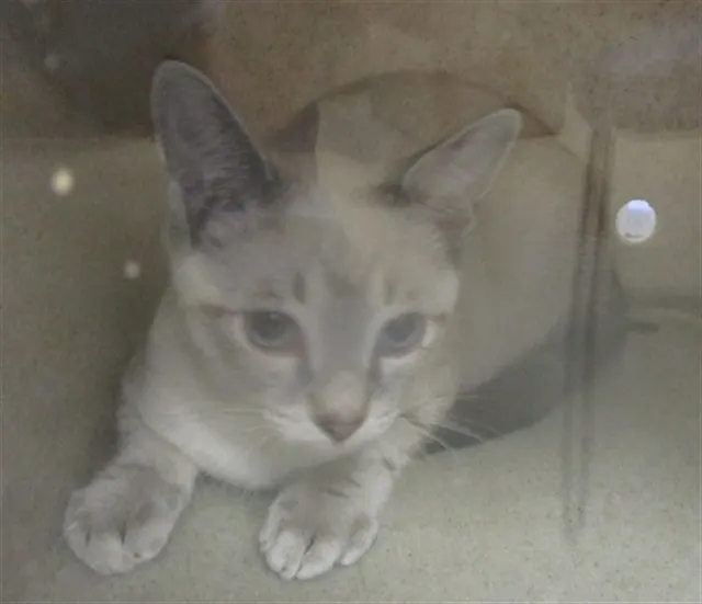 Adoptable Cat