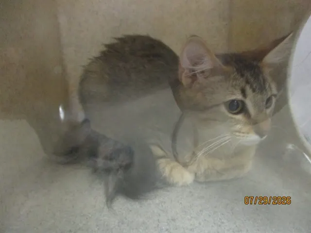 Adoptable Cat