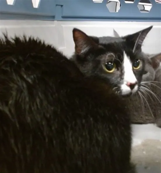Adoptable Cat