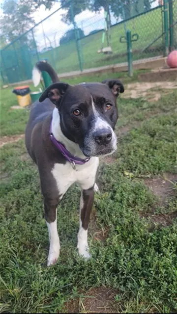 Tyson