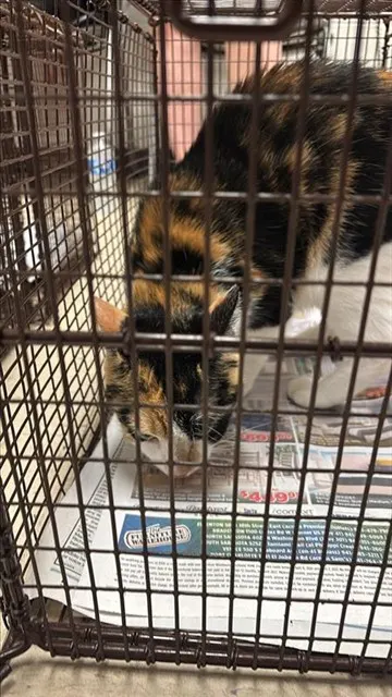 Adoptable Cat
