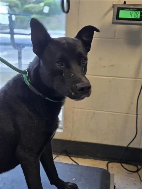 Adoptable Dog