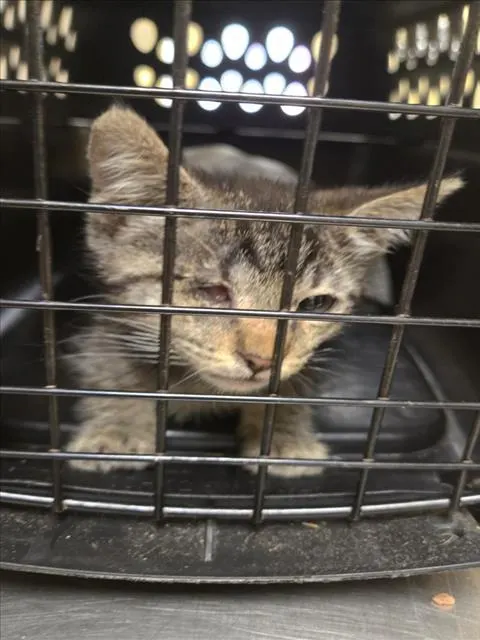 Adoptable Cat
