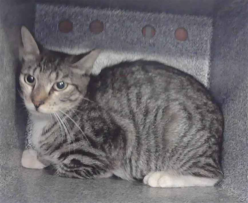 Adoptable Cat