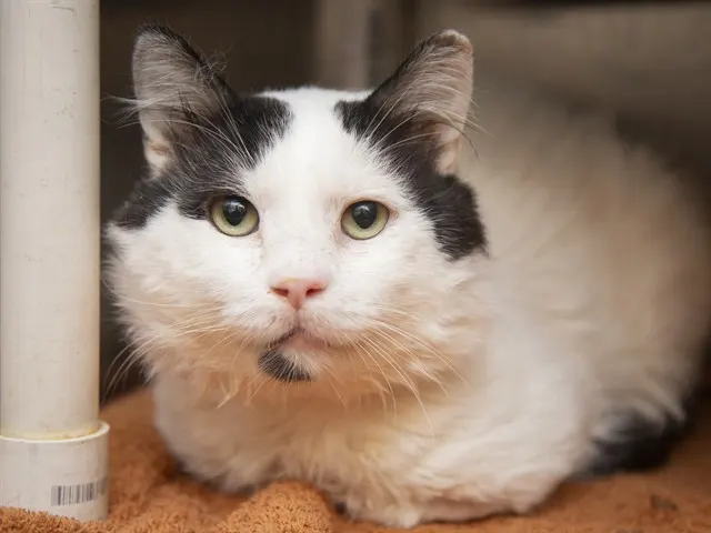 Lenny