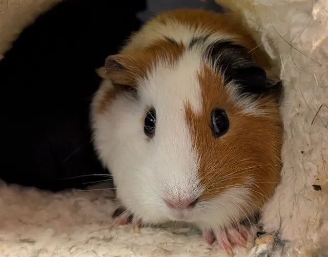 Ella