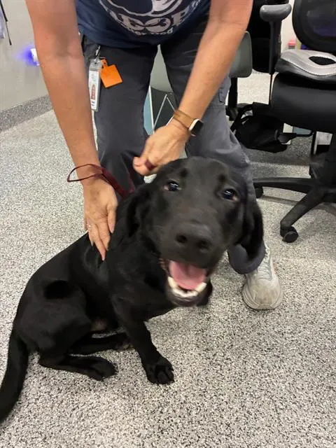 Adoptable Dog