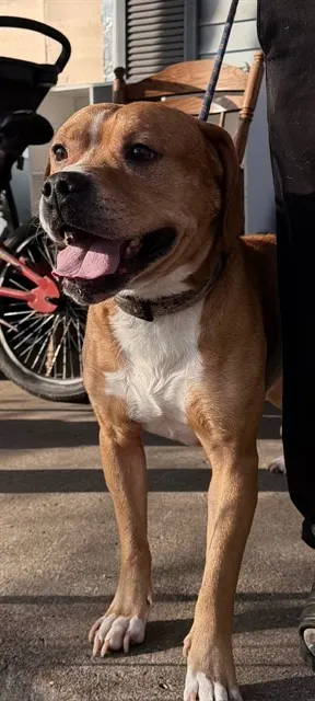 Hoss