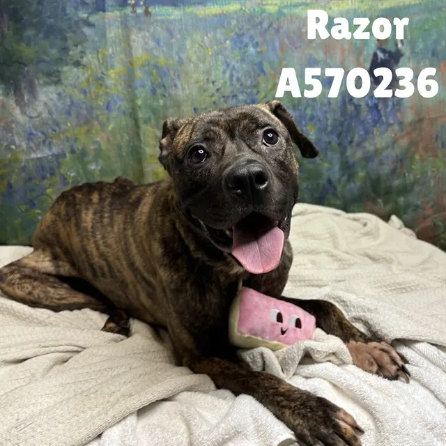 Razor